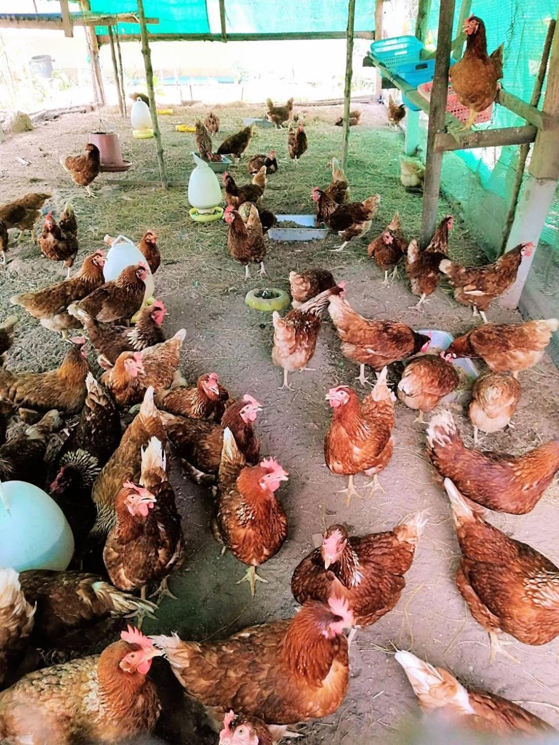 Yaoisland Resort And Farm Ko Yao Zewnętrze zdjęcie