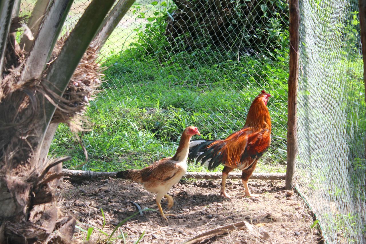 Yaoisland Resort And Farm Ko Yao Zewnętrze zdjęcie