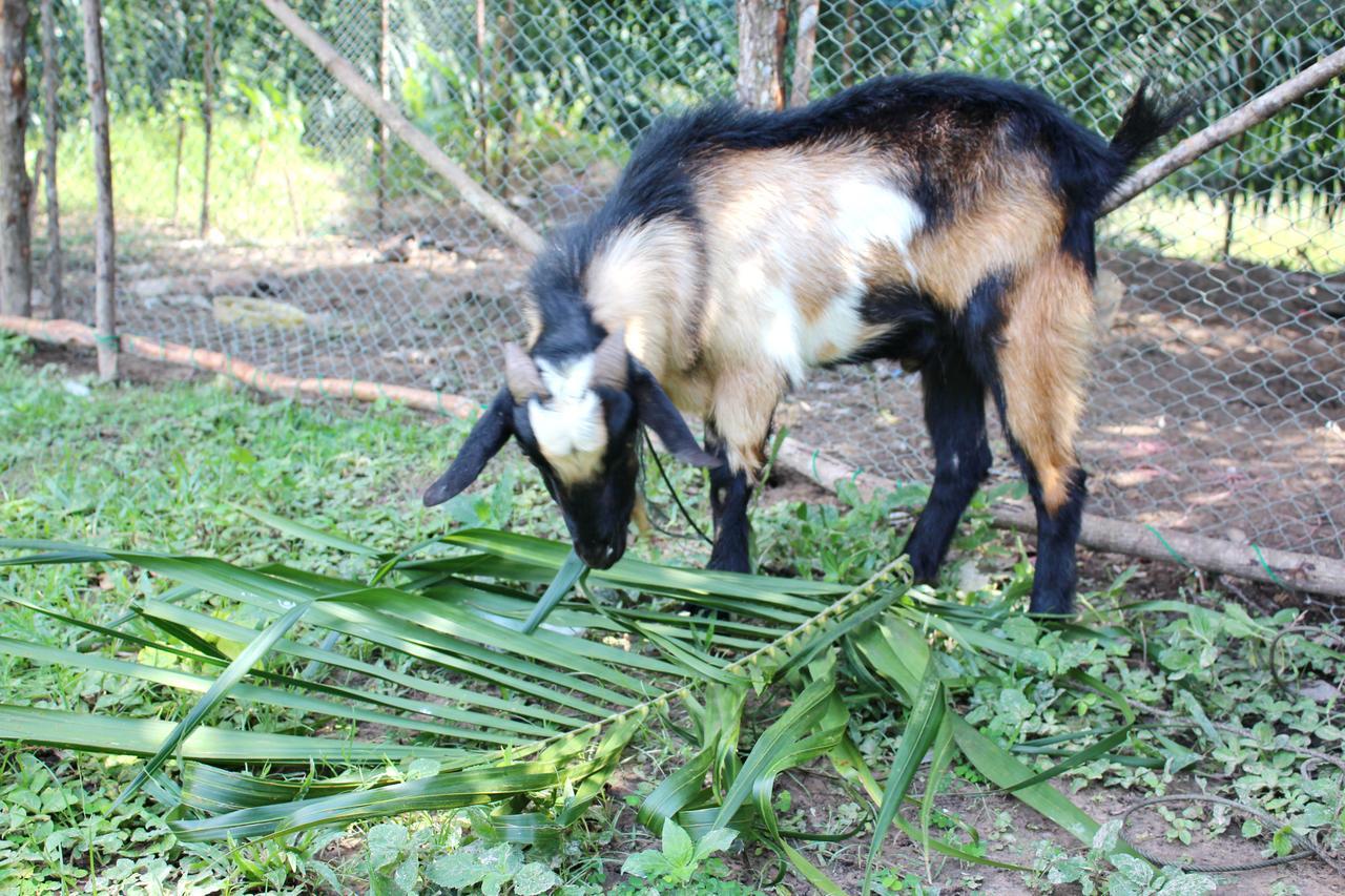 Yaoisland Resort And Farm Ko Yao Zewnętrze zdjęcie