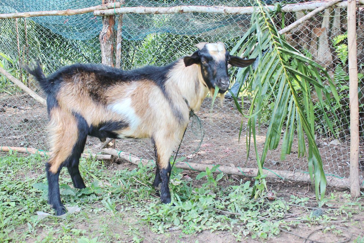 Yaoisland Resort And Farm Ko Yao Zewnętrze zdjęcie