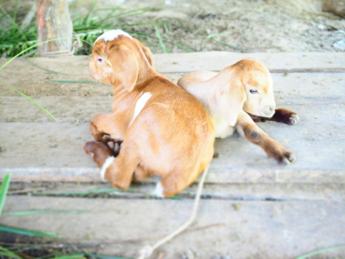 Yaoisland Resort And Farm Ko Yao Zewnętrze zdjęcie