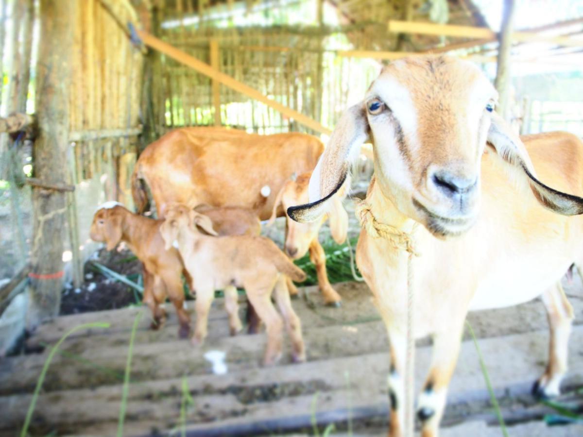 Yaoisland Resort And Farm Ko Yao Zewnętrze zdjęcie