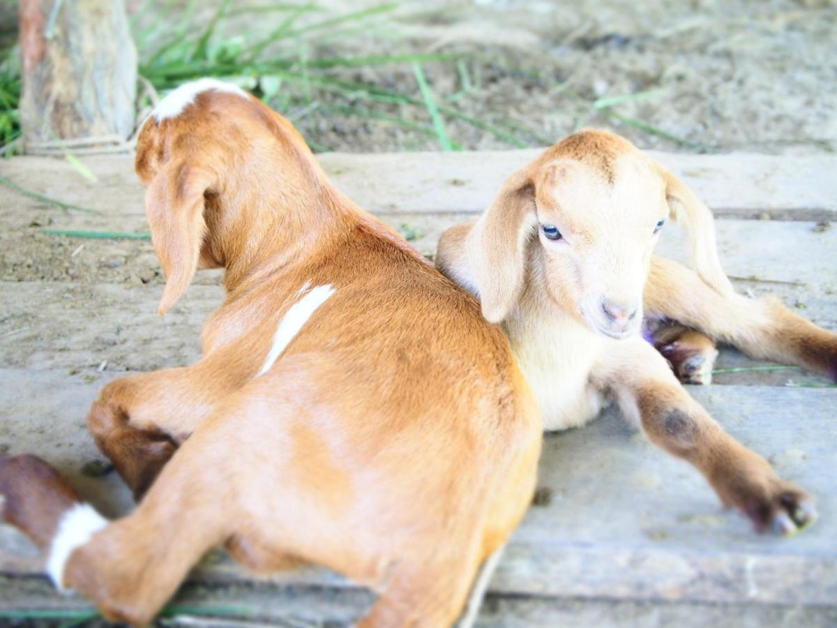 Yaoisland Resort And Farm Ko Yao Zewnętrze zdjęcie
